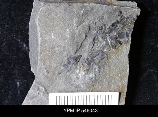 undet. Eurypterida