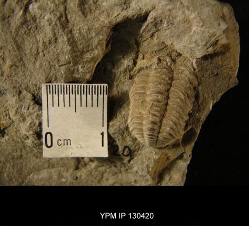 Phacops rana