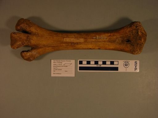 Dinornis struthoides