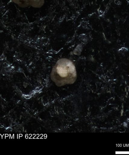undet. Foraminiferida