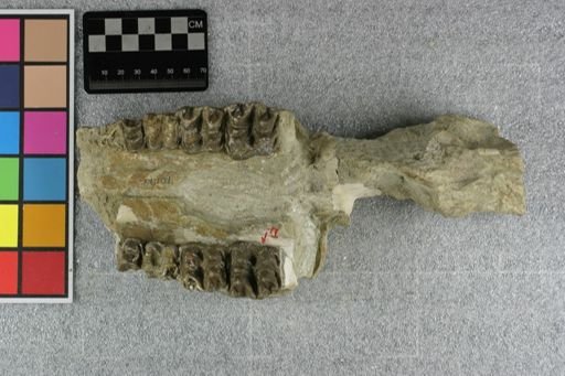 Elomeryx armatus