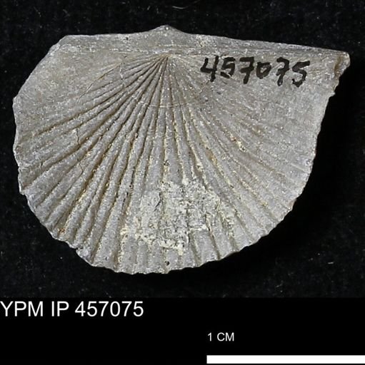 Stropheodonta sp.