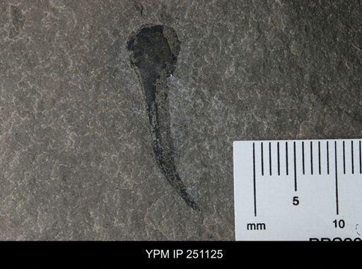 Cooksonia sp.