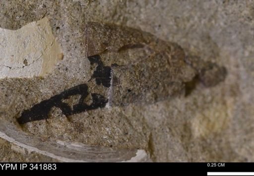 undet. Mollusca