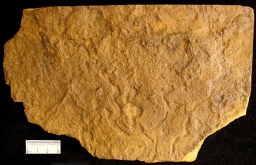 Ichnofossil