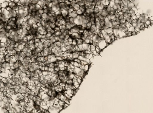Haliclona oculata