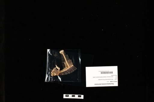 Pseudopleuronectes americanus