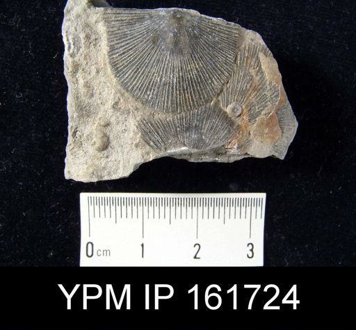 Schuchertella subplana circularis