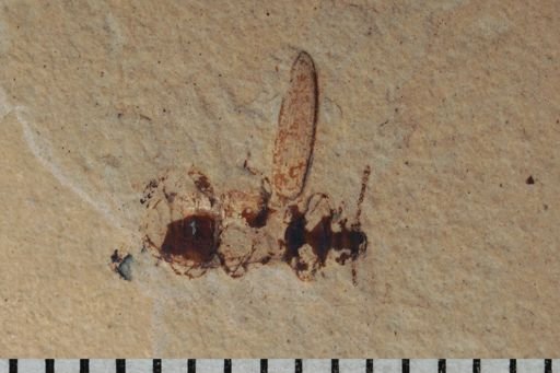undet. Coleoptera
