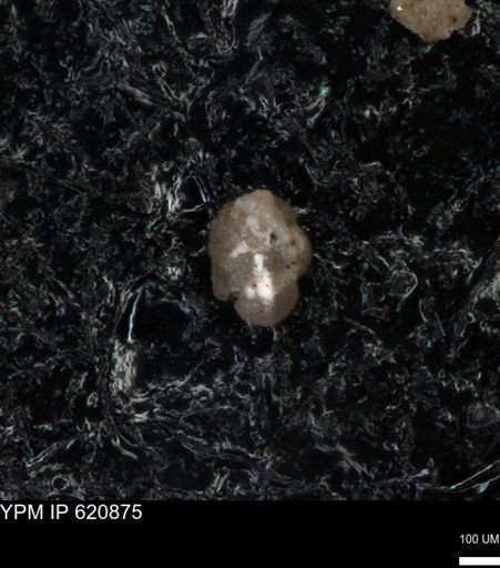 undet. Foraminiferida