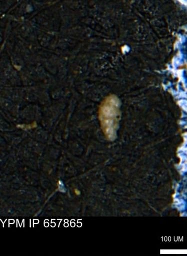 Verneuilinoides kansasensis