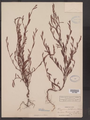 Polygonum prolificum
