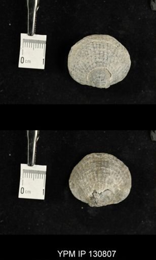 Spinatrypa spinosa