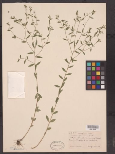 Linum striatum