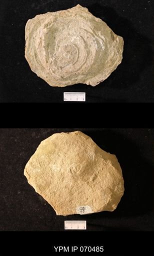 Favosites louisvillensis