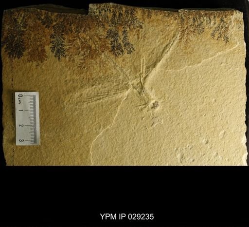 Kalligramma haeckeli