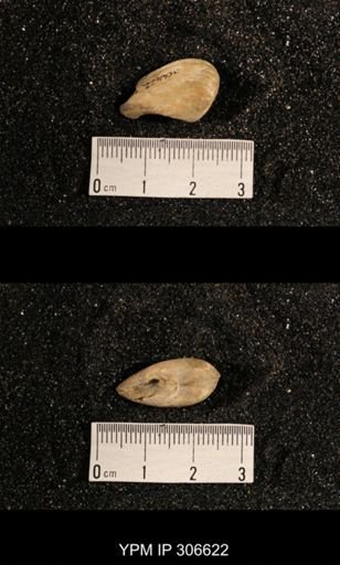 Phestia bellistriata