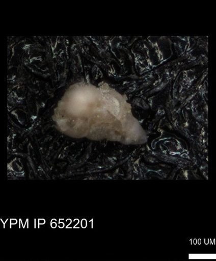 undet. Heterohelicidae