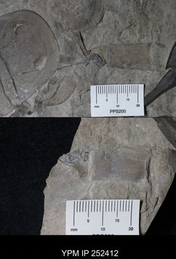 undet. Phyllocarida
