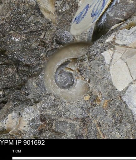 undet. Gastropoda