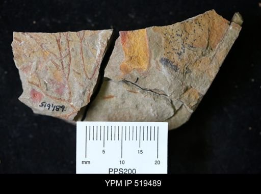 undet. Graptolithina