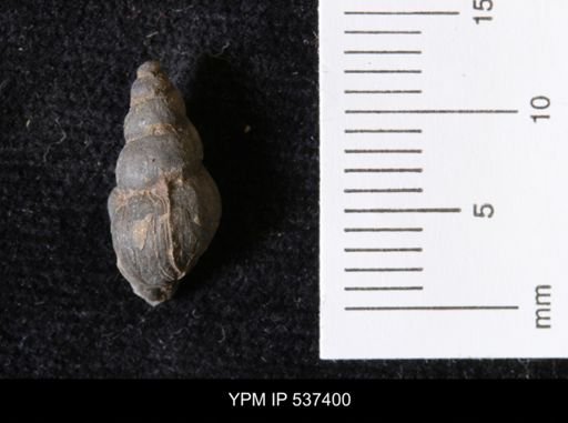 Goniobasis ortmanni