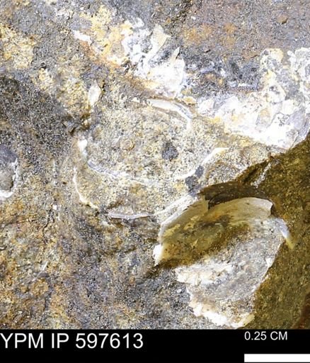 undet. Bivalvia