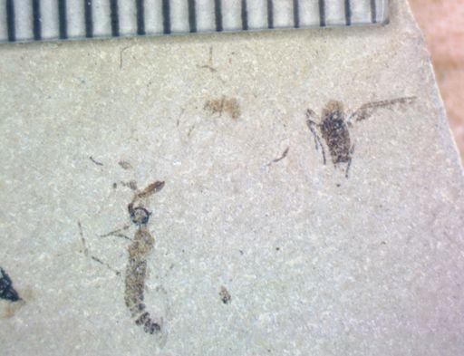 undet. Hexapoda