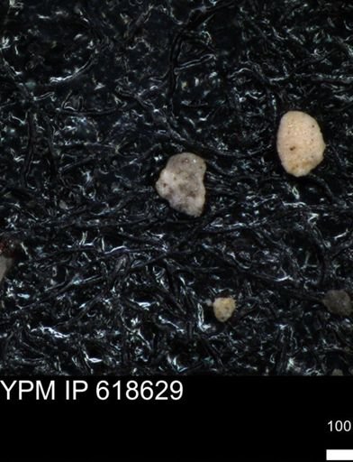 undet. Foraminiferida