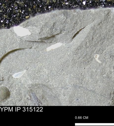 undet. Scaphitidae