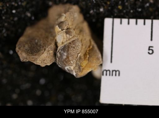 undet. Gastropoda