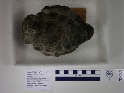 Cochlops debilis