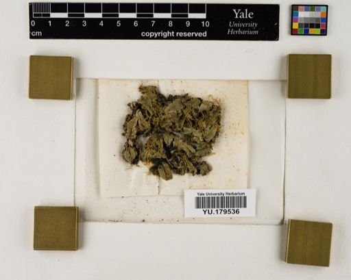 Plantae
