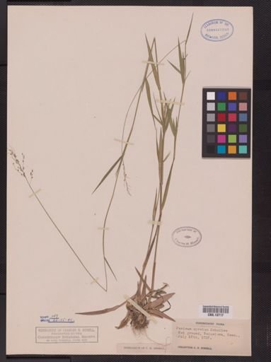 Panicum spretum
