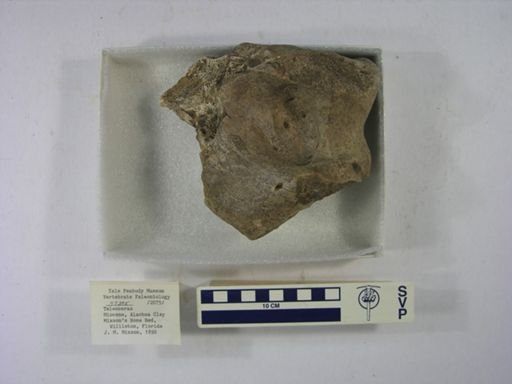 Teleoceras sp.