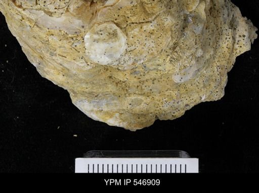 Balanus sp.