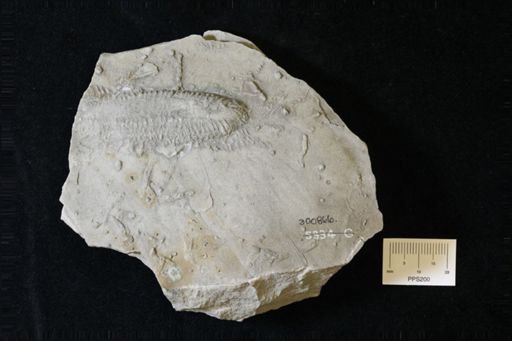 cf. Aphrodite
