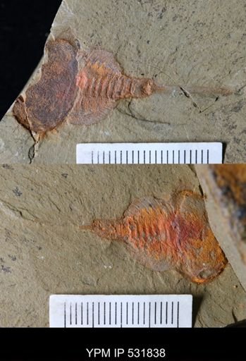 undet. Xiphosurida