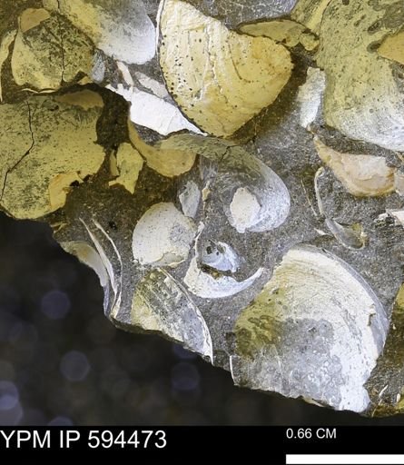 Protocardia sp.