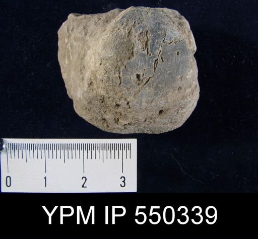 Echinoconchus punctatus
