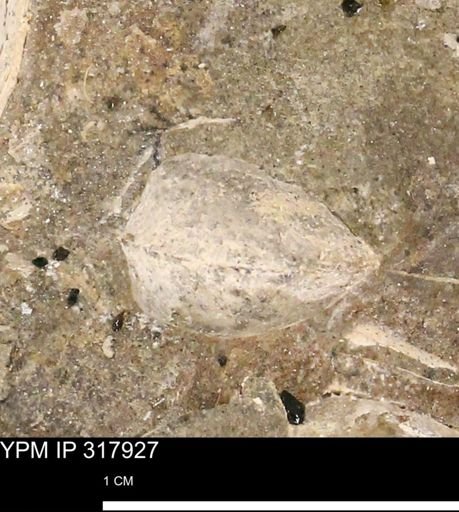 undet. Bivalvia