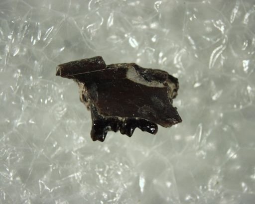 Teilhardina