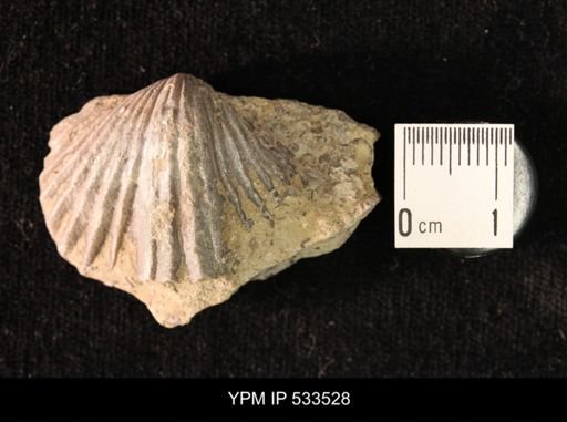 Platystrophia sp.