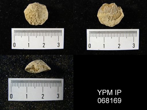 Atrypa reticularis