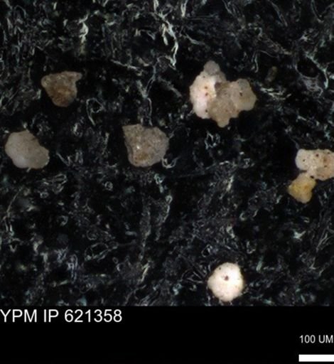 undet. Foraminiferida