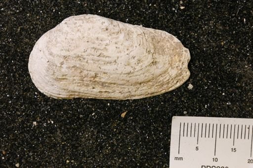 Hiatella arctica