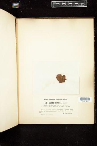 Leathesia difformis