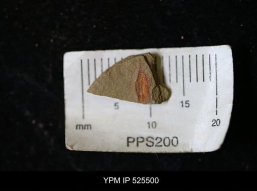 undet. Synziphosurina