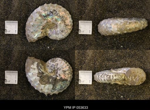 Discoscaphites conradi