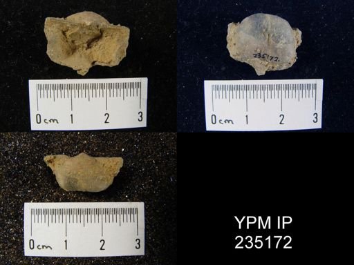 Marginifera hystricula